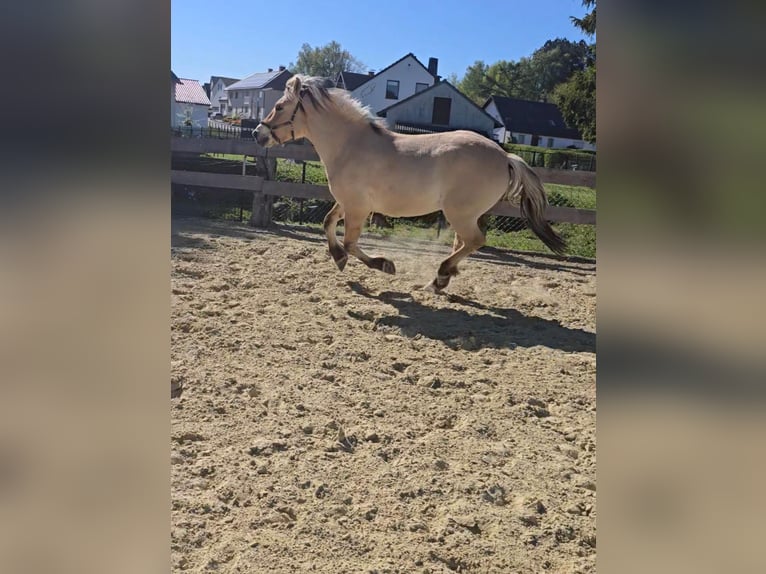 Fjordpferde Wallach 6 Jahre 150 cm Falbe in Lichtenau