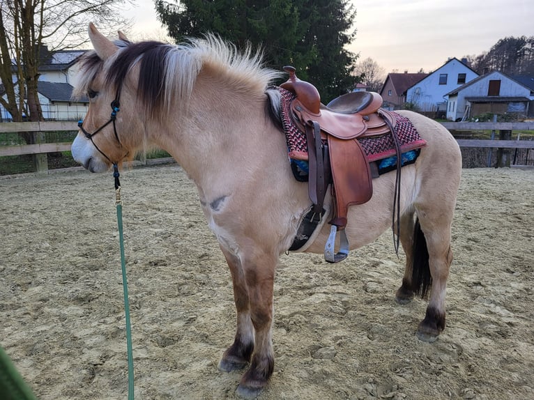 Fjordpferde Wallach 6 Jahre 150 cm Falbe in Lichtenau