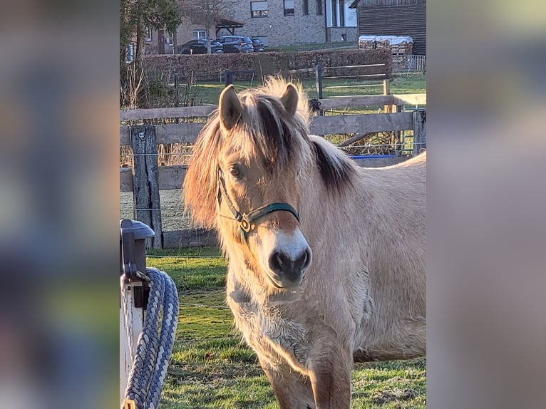 Fjordpferde Wallach 6 Jahre 150 cm Falbe in Lichtenau