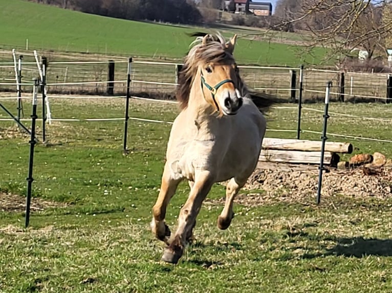Fjordpferde Wallach 6 Jahre 150 cm Falbe in Lichtenau