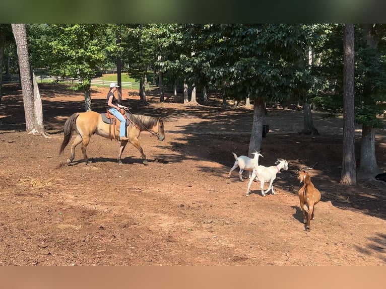 Fjordpferde Mix Wallach 6 Jahre 157 cm Falbe in Clover, SC