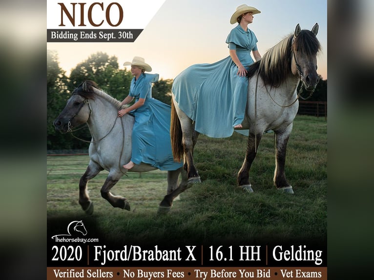 Fjordpferde Mix Wallach 6 Jahre 165 cm Grullo in Harrison, AR