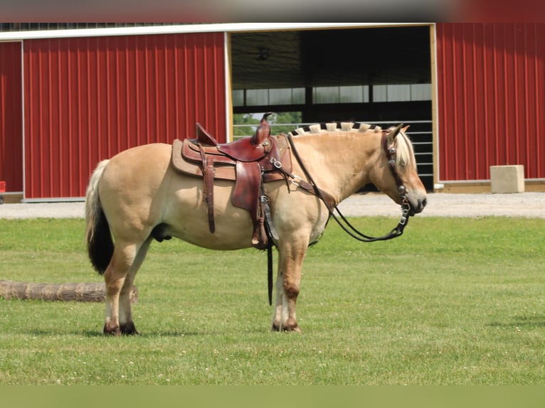 Fjordpferde Wallach 6 Jahre Palomino in Millersburg