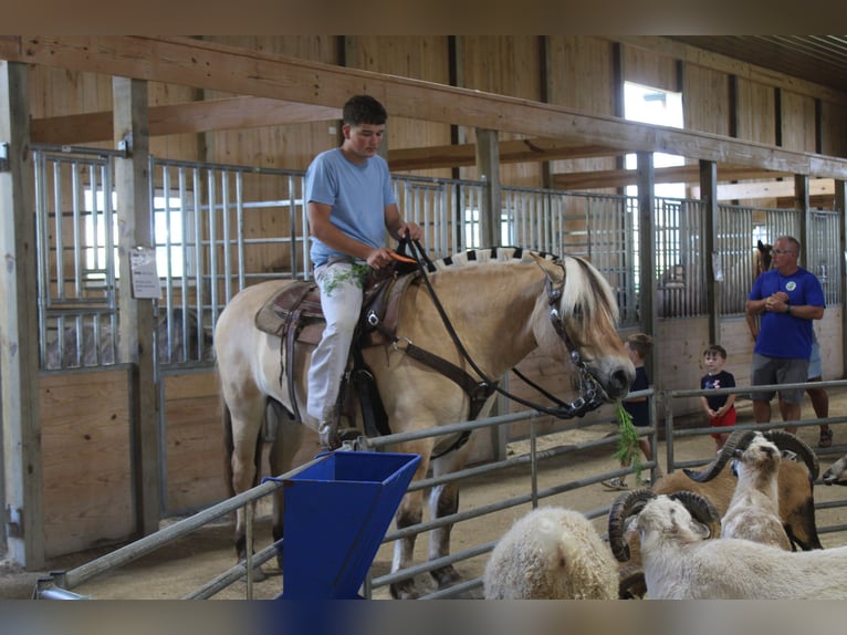 Fjordpferde Wallach 6 Jahre Palomino in Millersburg
