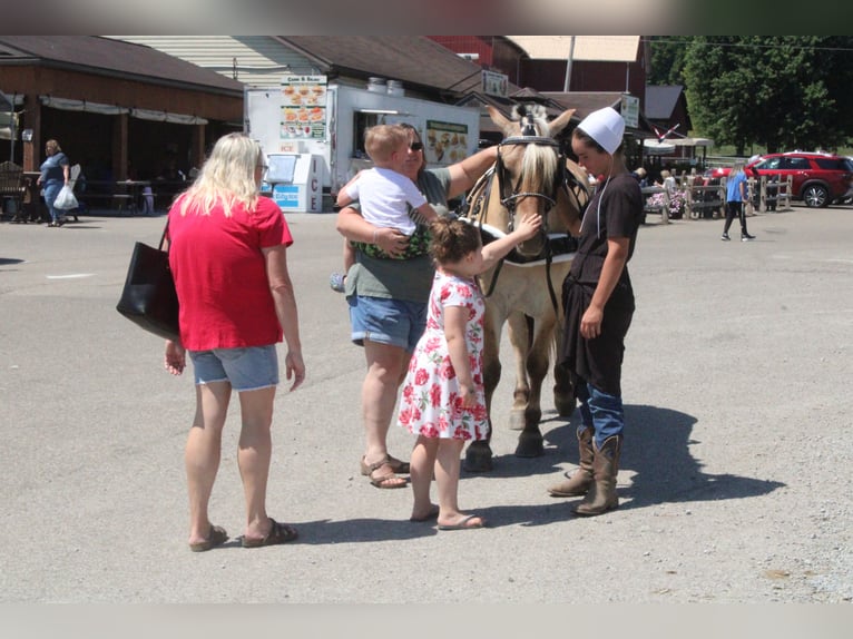 Fjordpferde Wallach 6 Jahre Palomino in Millersburg
