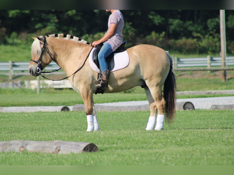 Fjordpferde Wallach 6 Jahre Palomino in Millersburg