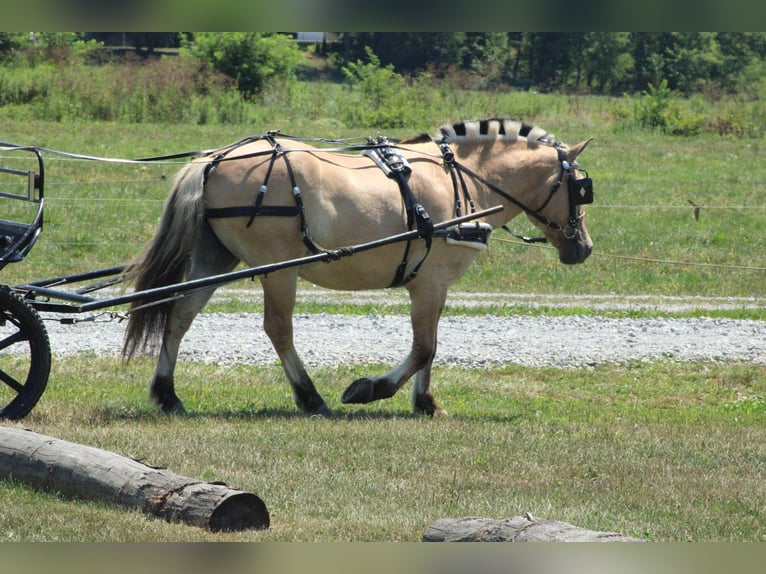 Fjordpferde Wallach 6 Jahre Palomino in Millersburg