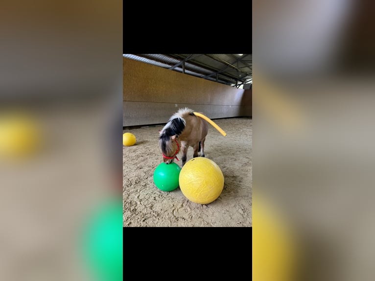 Fjordpferde Wallach 7 Jahre 138 cm  in Arisdorf