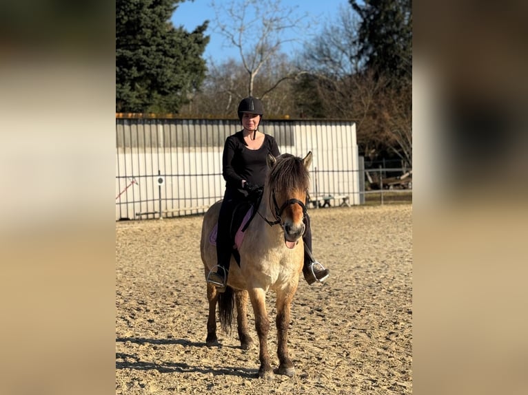 Fjordpferde Wallach 7 Jahre 140 cm Falbe in Frankfurt am Main