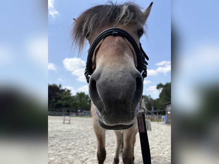 Fjordpferde Wallach 7 Jahre 140 cm Falbe in Frankfurt am Main