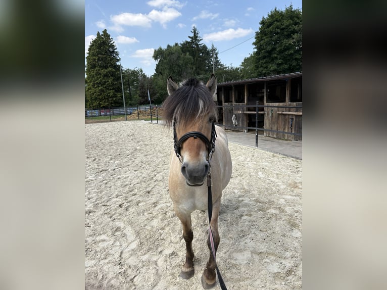 Fjordpferde Wallach 7 Jahre 140 cm Falbe in Frankfurt am Main