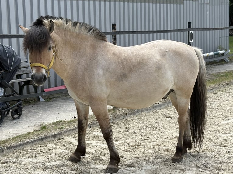 Fjordpferde Wallach 7 Jahre 140 cm in Frankfurt am Main