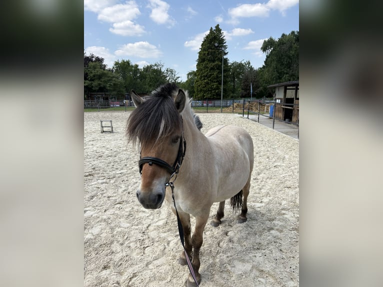 Fjordpferde Wallach 7 Jahre 140 cm in Frankfurt am Main