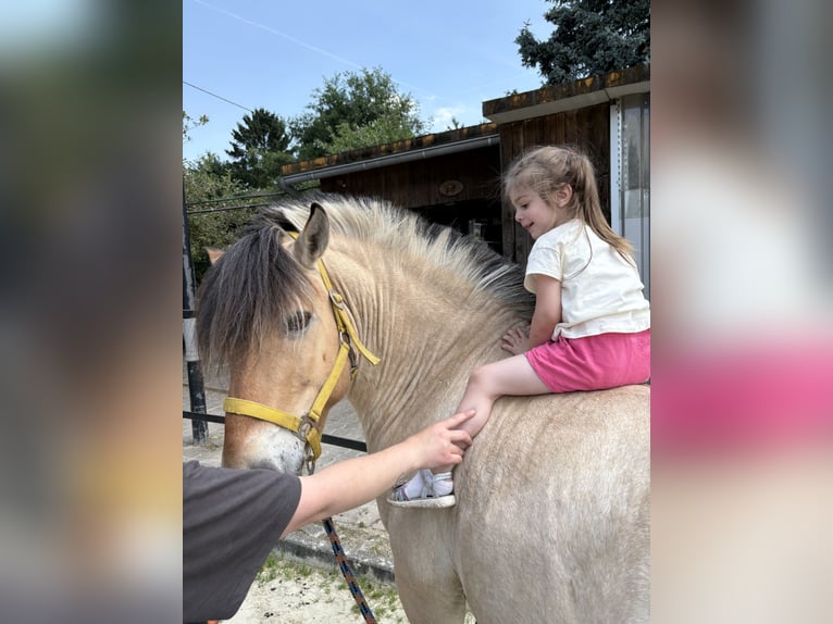 Fjordpferde Wallach 7 Jahre 140 cm in Frankfurt am Main