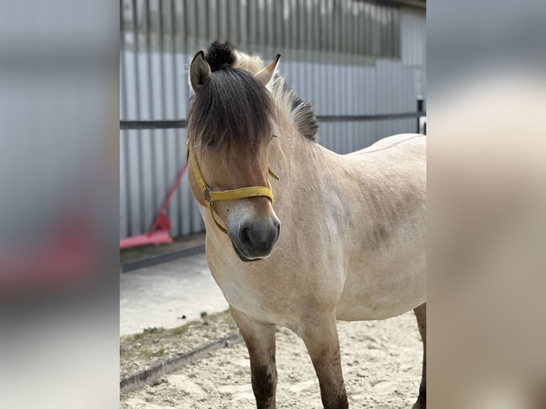 Fjordpferde Wallach 7 Jahre 140 cm in Frankfurt am Main