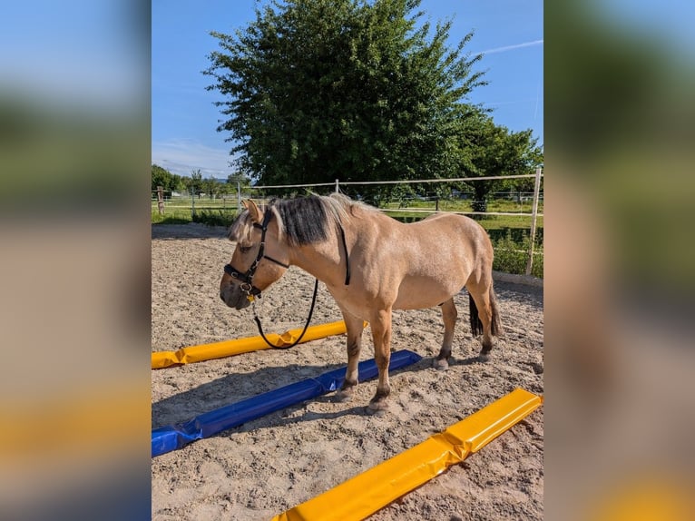 Fjordpferde Wallach 7 Jahre 140 cm Hellbrauner in Lyss