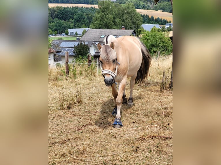 Fjordpferde Wallach 7 Jahre 144 cm Falbe in Laubach