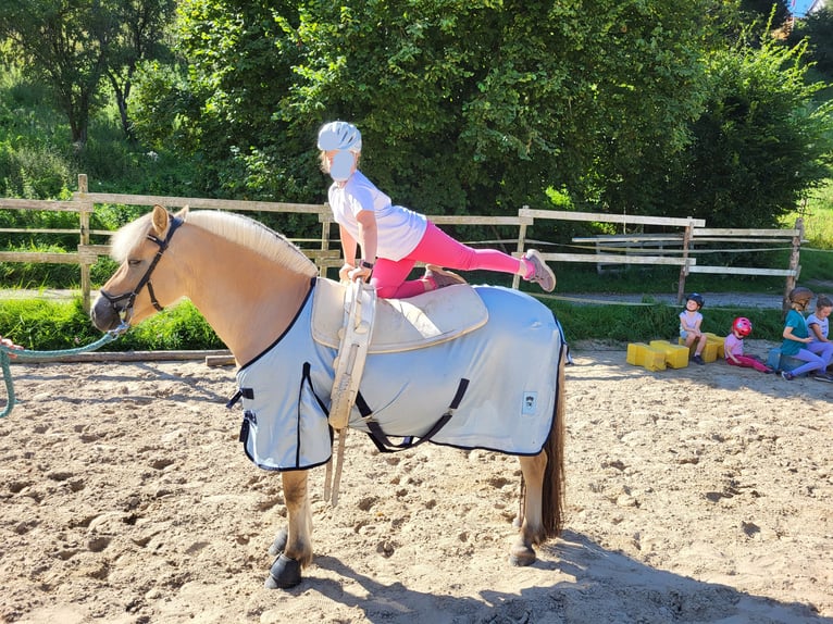 Fjordpferde Wallach 7 Jahre 144 cm Falbe in Laubach