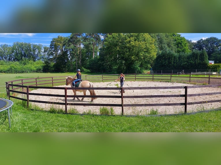 Fjordpferde Wallach 7 Jahre 144 cm Palomino in Tessenderlo
