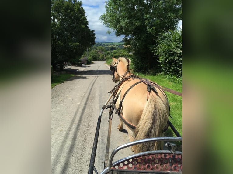 Fjordpferde Wallach 7 Jahre 144 cm Palomino in Tessenderlo