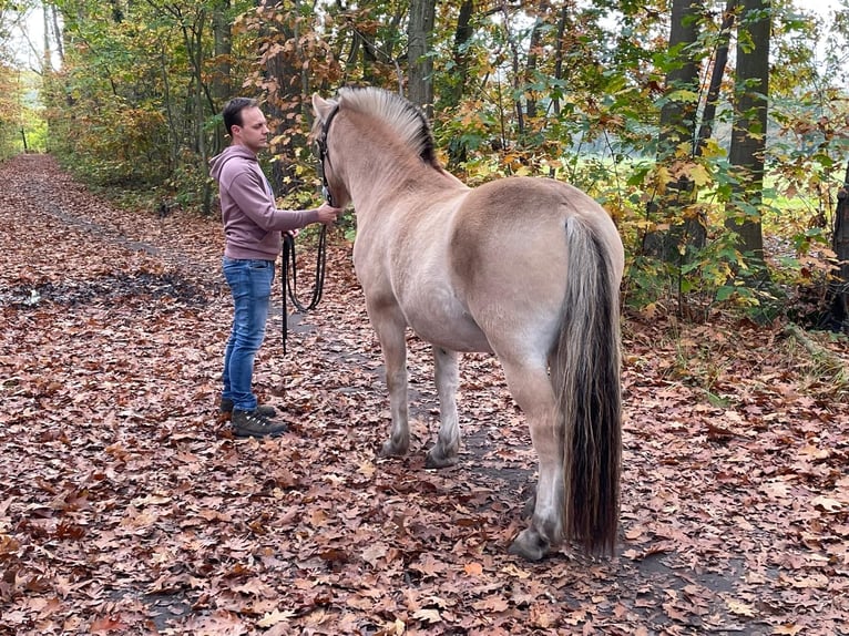 Fjordpferde Wallach 7 Jahre 144 cm Palomino in Tessenderlo