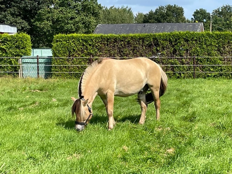 Fjordpferde Wallach 7 Jahre 144 cm Palomino in Tessenderlo