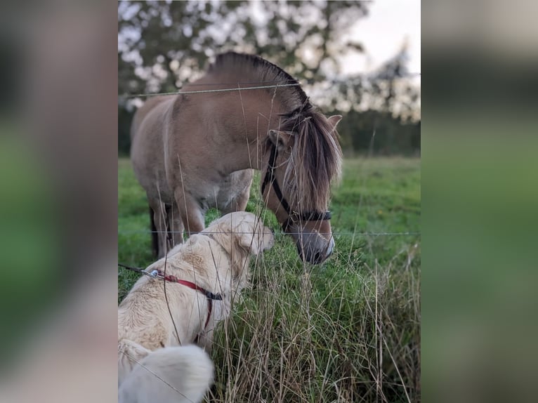 Fjordpferde Wallach 7 Jahre 144 cm Palomino in Tessenderlo