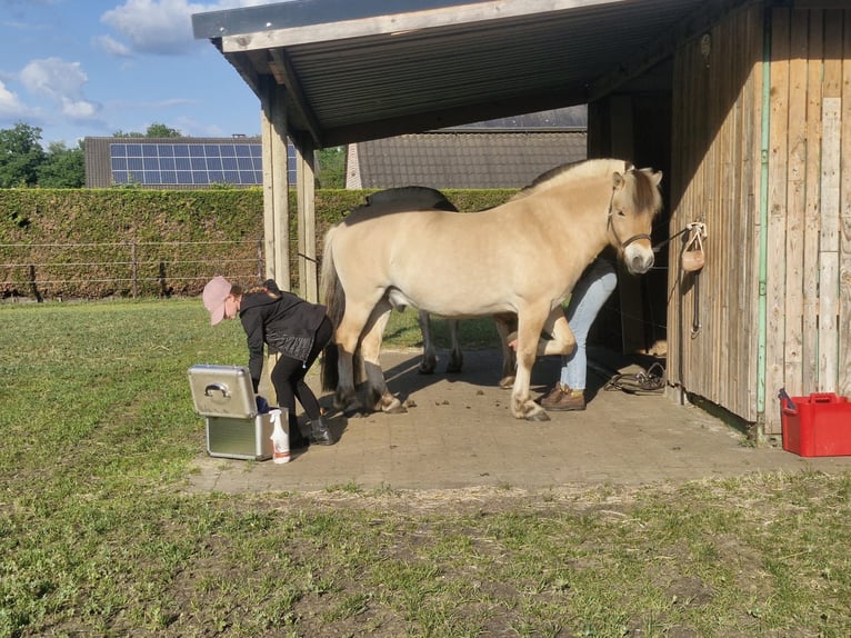 Fjordpferde Wallach 7 Jahre 144 cm Palomino in Tessenderlo