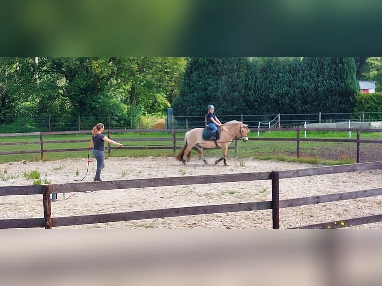 Fjordpferde Wallach 7 Jahre 144 cm Palomino in Tessenderlo