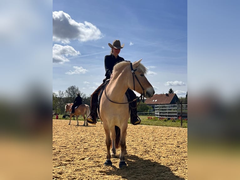 Fjordpferde Wallach 7 Jahre 147 cm Falbe in Lindlar