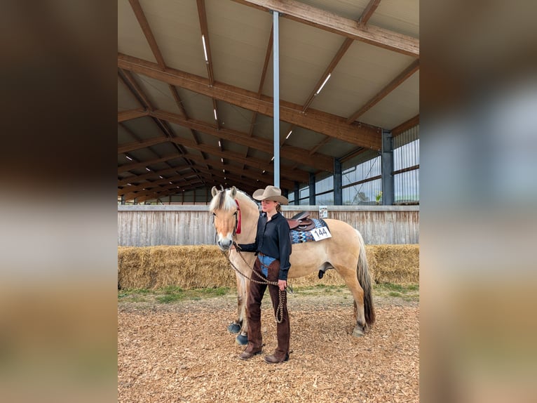 Fjordpferde Wallach 7 Jahre 147 cm Falbe in Lindlar