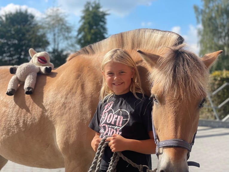 Fjordpferde Wallach 7 Jahre 148 cm Hellbrauner in Herzebrock-Clarholz