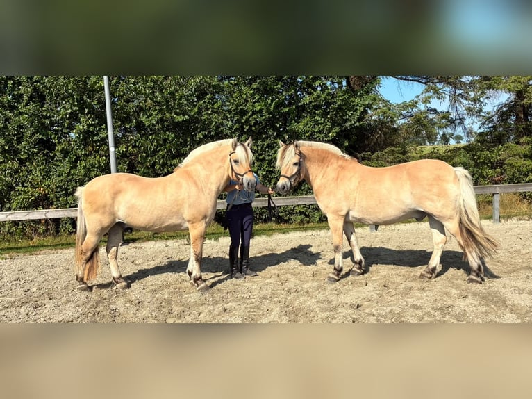 Fjordpferde Wallach 7 Jahre 152 cm Falbe in Süderlügum