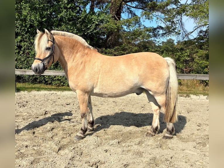 Fjordpferde Wallach 7 Jahre 152 cm Falbe in Süderlügum