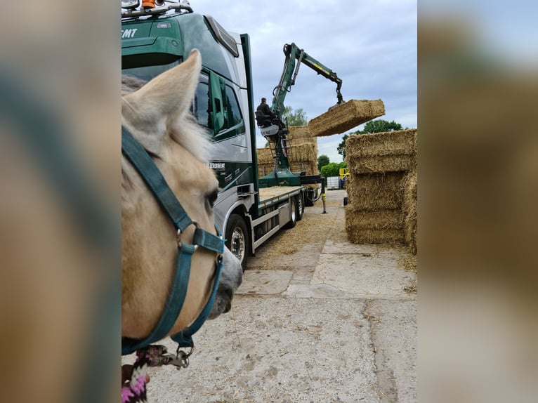 Fjordpferde Mix Wallach 8 Jahre 140 cm  in Achel