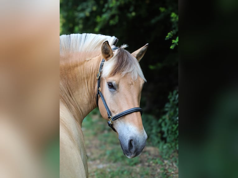 Fjordpferde Wallach 8 Jahre 147 cm Falbe in Elsbach