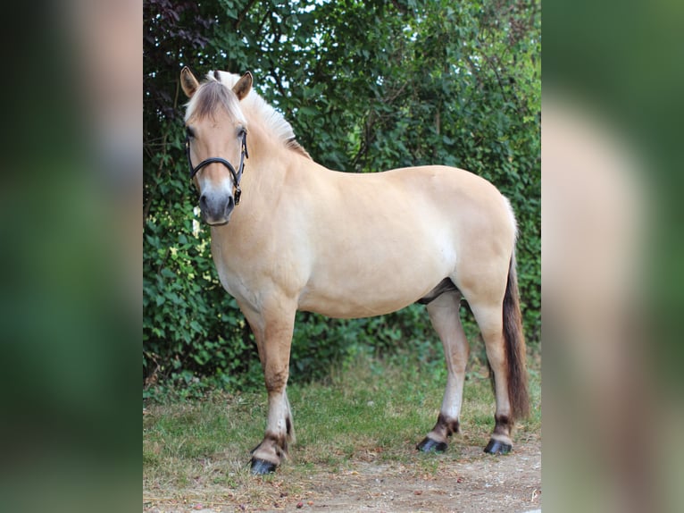 Fjordpferde Wallach 8 Jahre 147 cm Falbe in Elsbach
