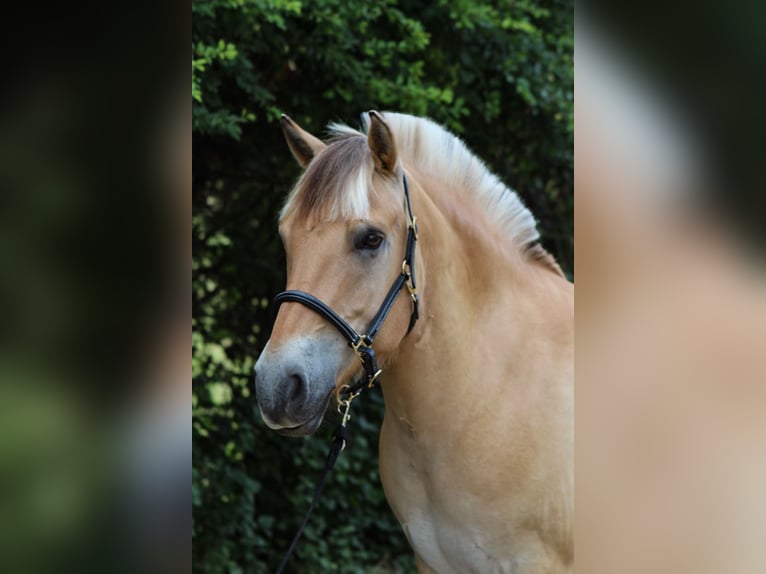 Fjordpferde Wallach 8 Jahre 147 cm Falbe in Elsbach