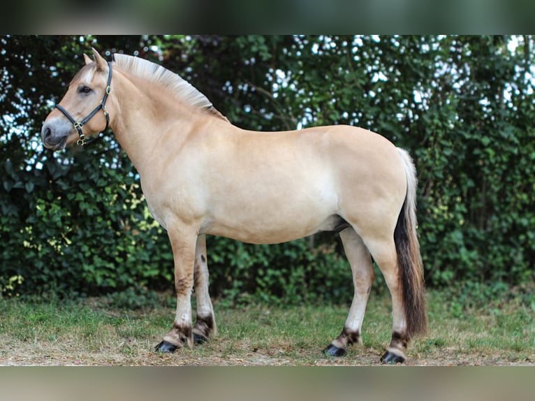 Fjordpferde Wallach 8 Jahre 147 cm Falbe in Elsbach