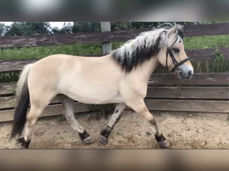 Fjordpferde Wallach 8 Jahre 147 cm Falbe in Norderstedt