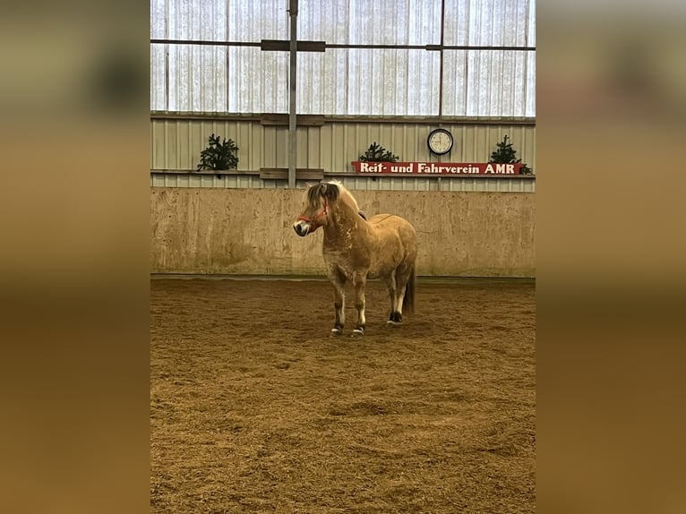 Fjordpferde Wallach 8 Jahre 151 cm in Hamburg KirchwerderHamburg