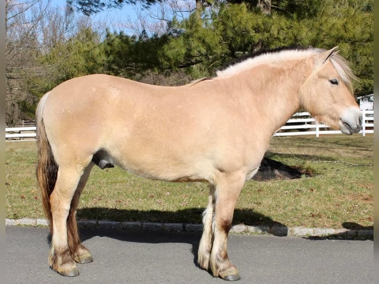 Fjordpferde Wallach 8 Jahre Falbe in Allentown, NJ