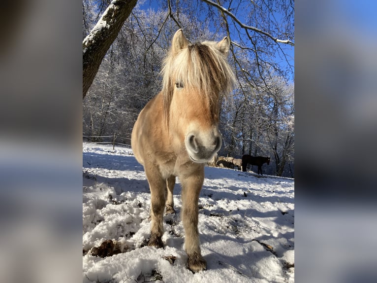 Fjordpferde Wallach 9 Jahre 142 cm Falbe in Oberheimbach