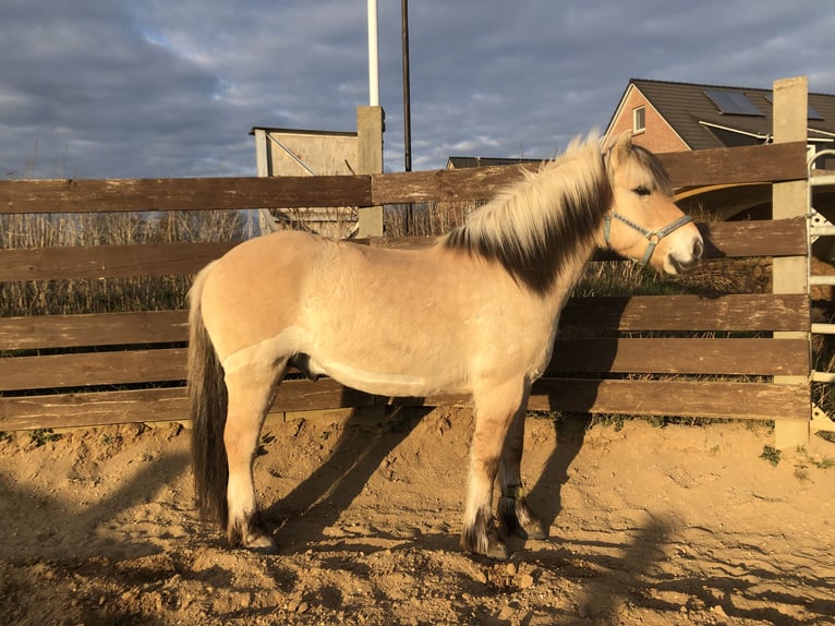 Fjordpferde Wallach 9 Jahre 147 cm Falbe in Norderstedt