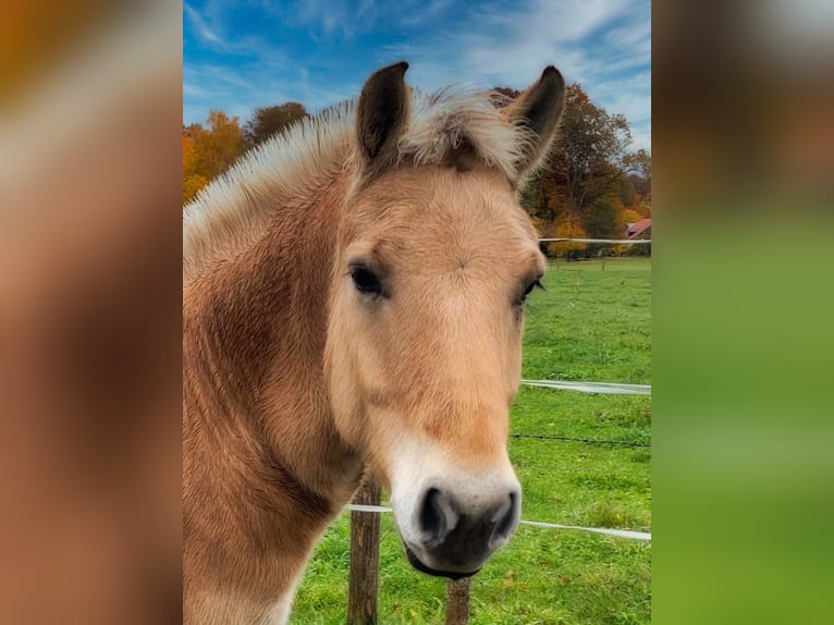 Fjordpferde Wallach 9 Jahre 149 cm Falbe in Kaufbeuren