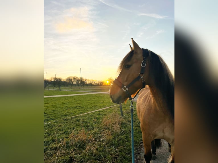 Fjordpferde Mix Wallach 9 Jahre 165 cm Falbe in Niedernhall