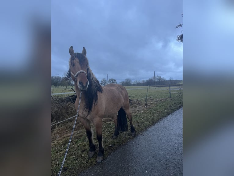 Fjordpferde Mix Wallach 9 Jahre 165 cm Falbe in Niedernhall