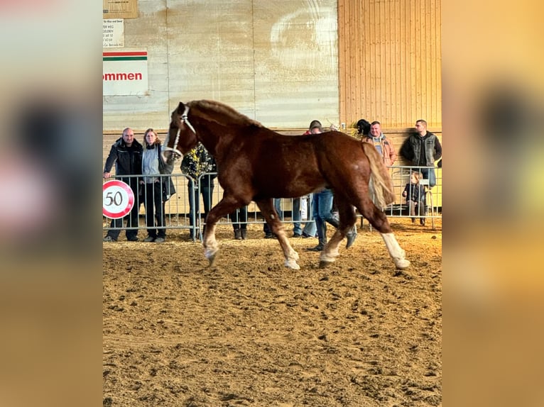 Flamand Étalon 10 Ans 190 cm Alezan brûlé in Cattenstedt