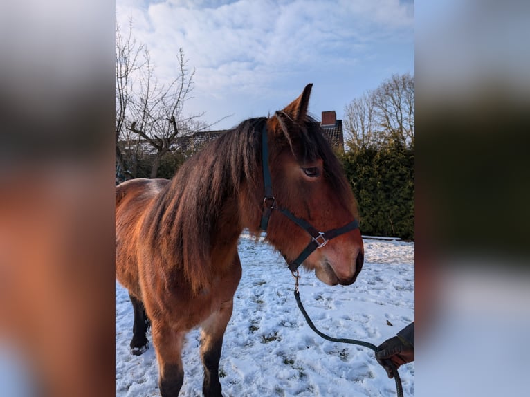 Flamand Croisé Jument 4 Ans 170 cm  in Weener