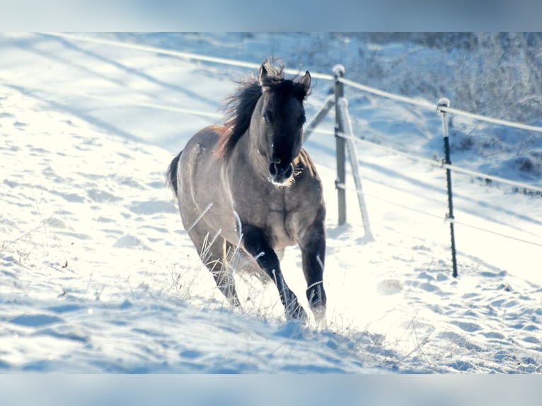 FLAMBOYANT QUIXOTE American Quarter Horse Hengst Roan-Blue in Falkensee
